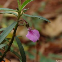 Pigea enneasperma (L.) P.I.Forst.